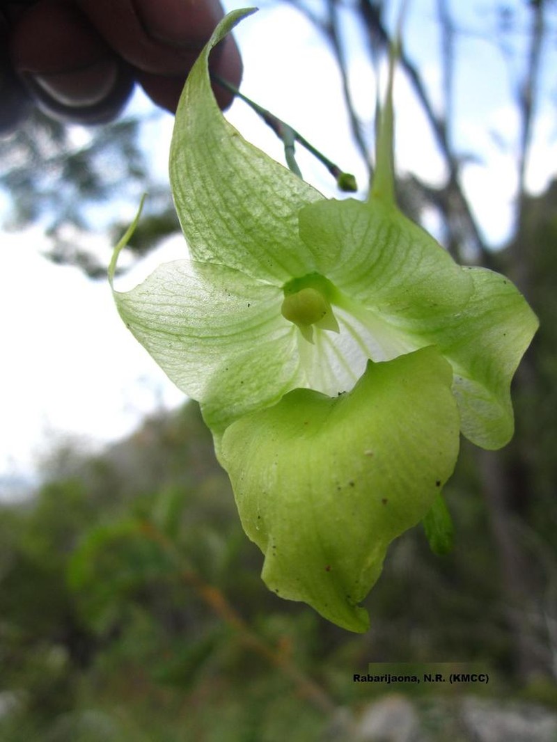 Aeranthes ramosa photo 7