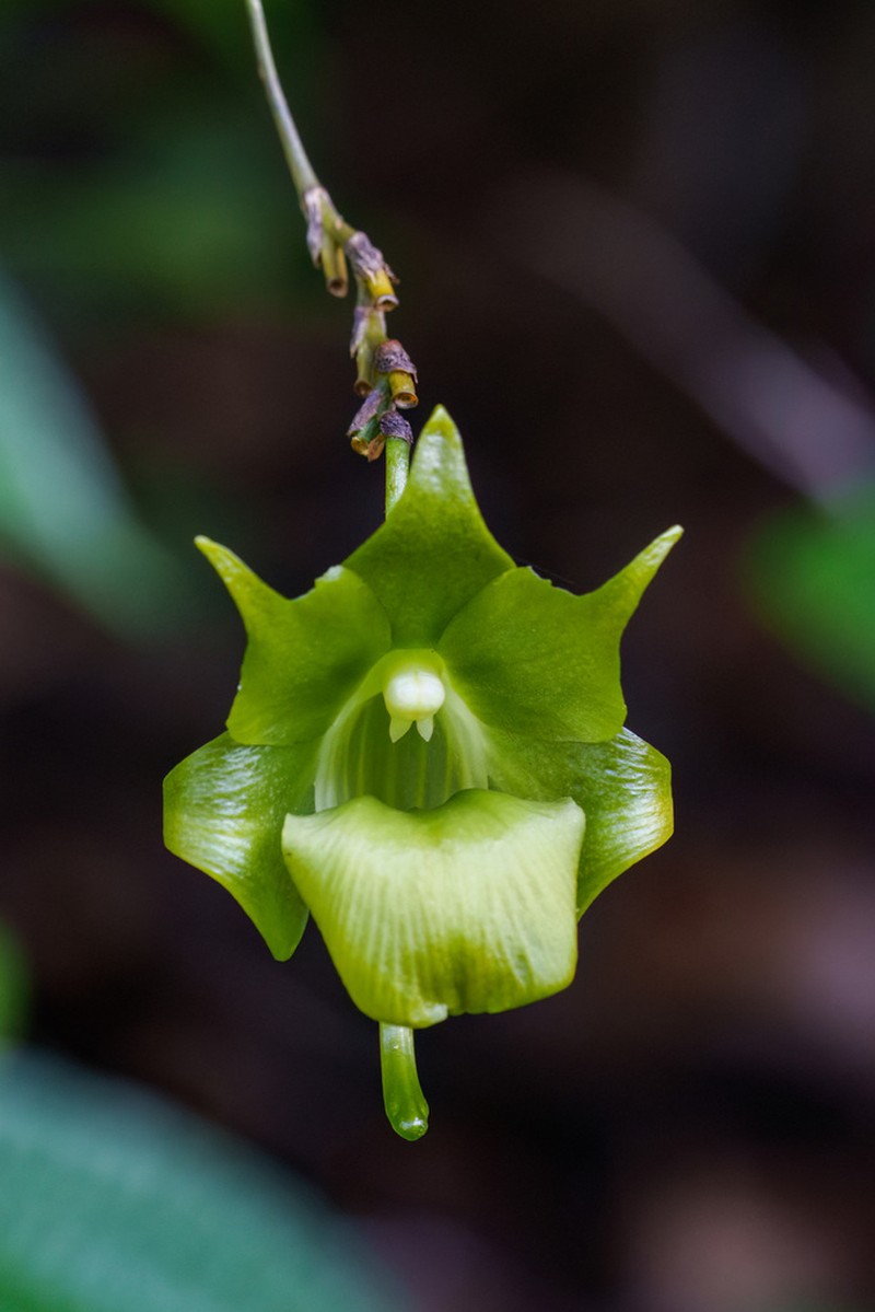 Aeranthes ramosa photo 8