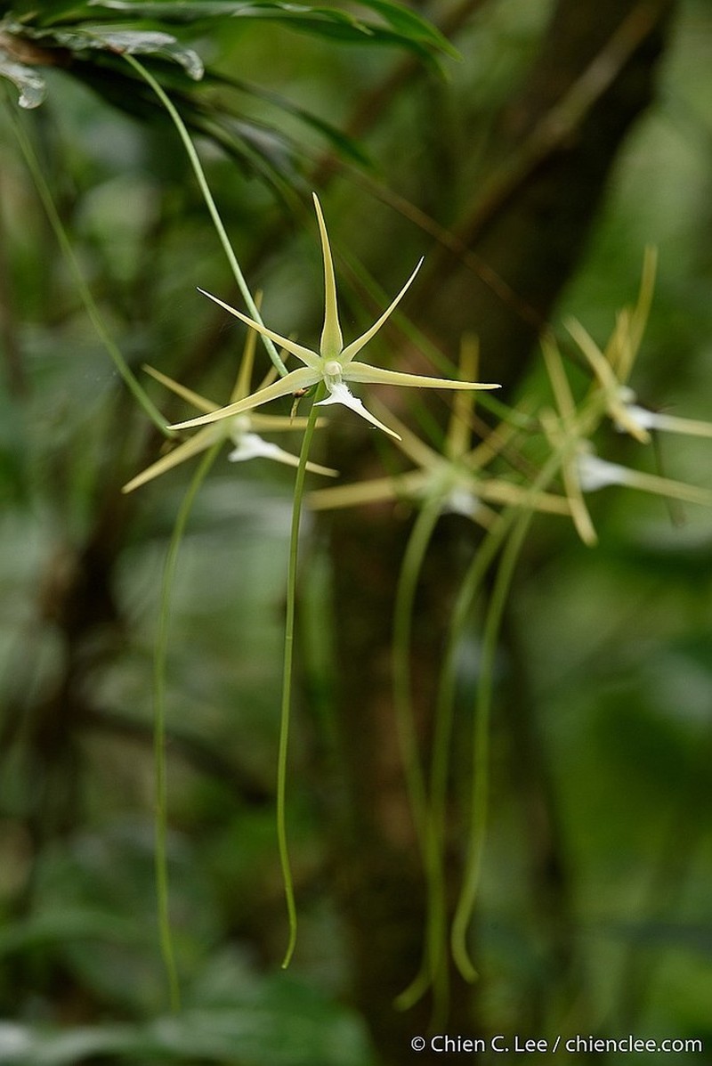 Aeranthes schlechteri