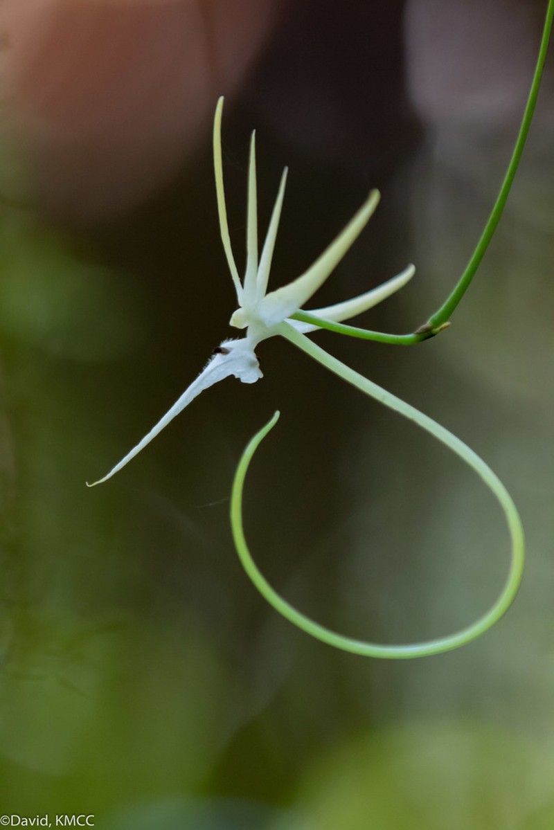 Aeranthes schlechteri photo 2
