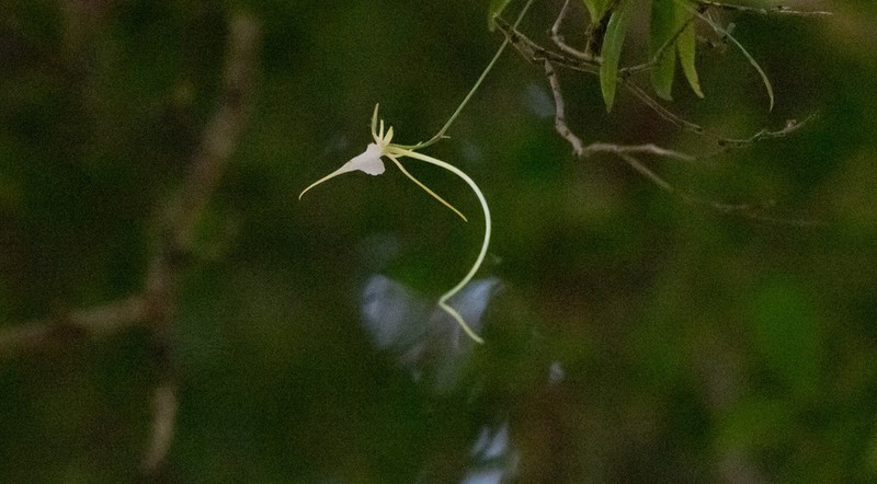 Aeranthes schlechteri photo 3