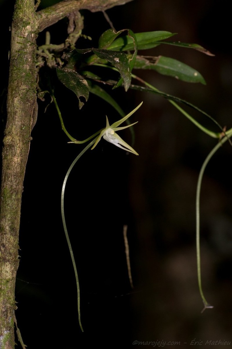 Aeranthes schlechteri photo 4