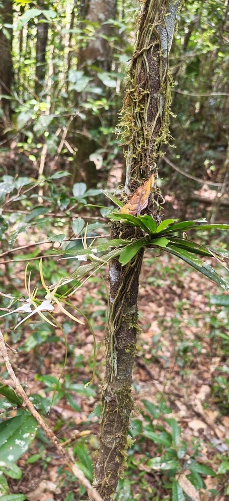 Aeranthes schlechteri photo 6