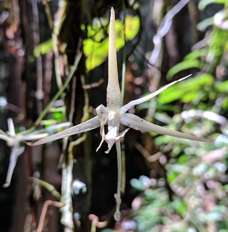 Aeranthes schlechteri photo 7