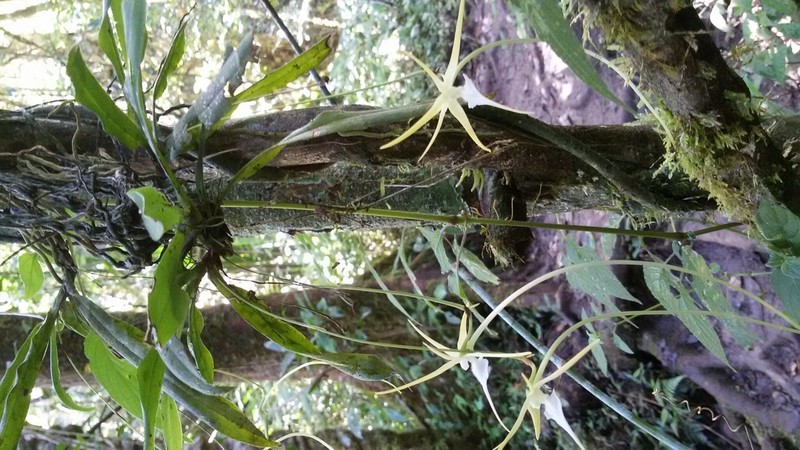 Aeranthes schlechteri photo 8
