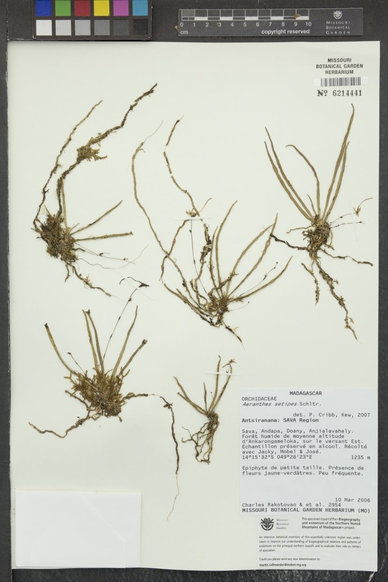 Aeranthes setipes