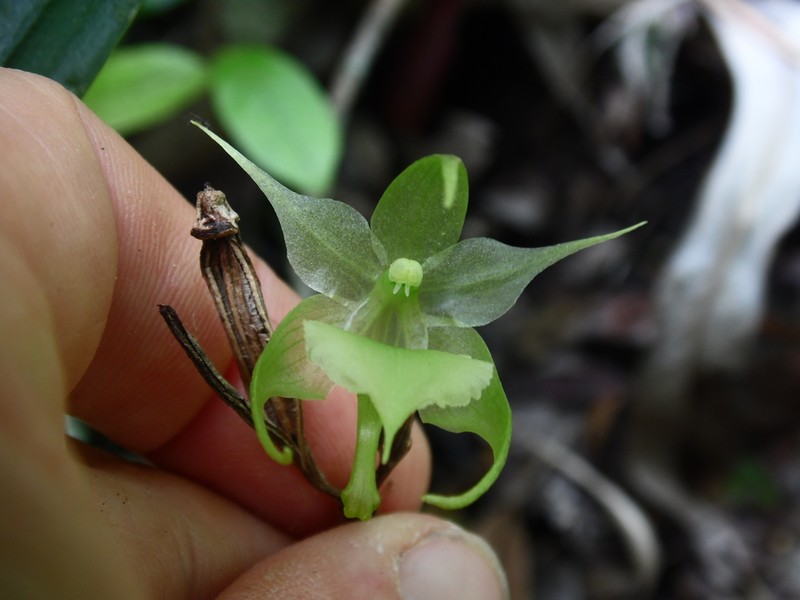 Aeranthes strangulata