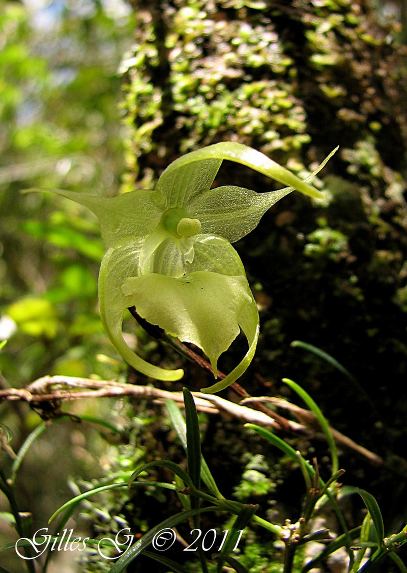 Aeranthes strangulata photo 2
