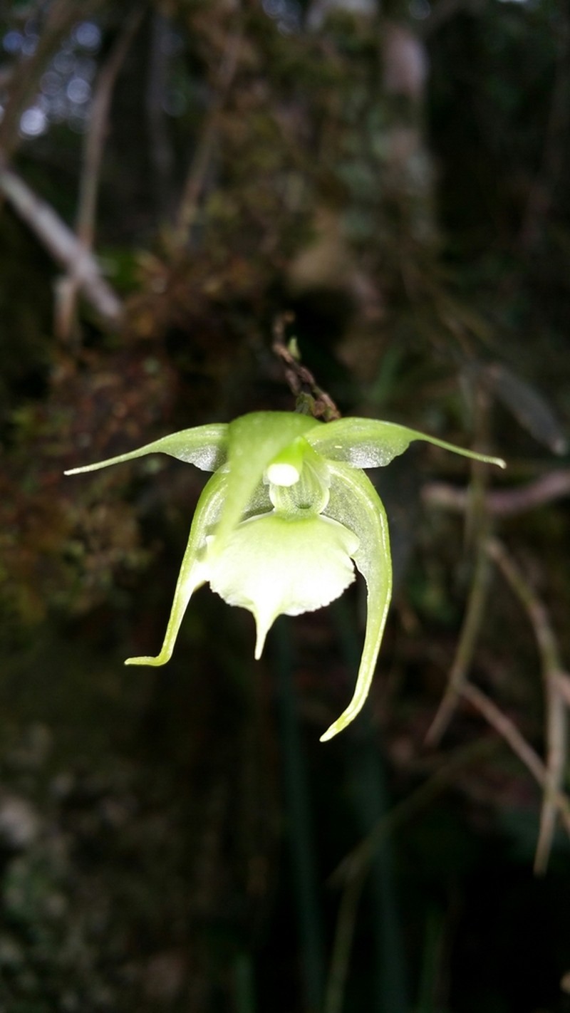 Aeranthes strangulata photo 3