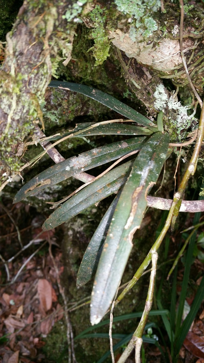 Aeranthes strangulata photo 4