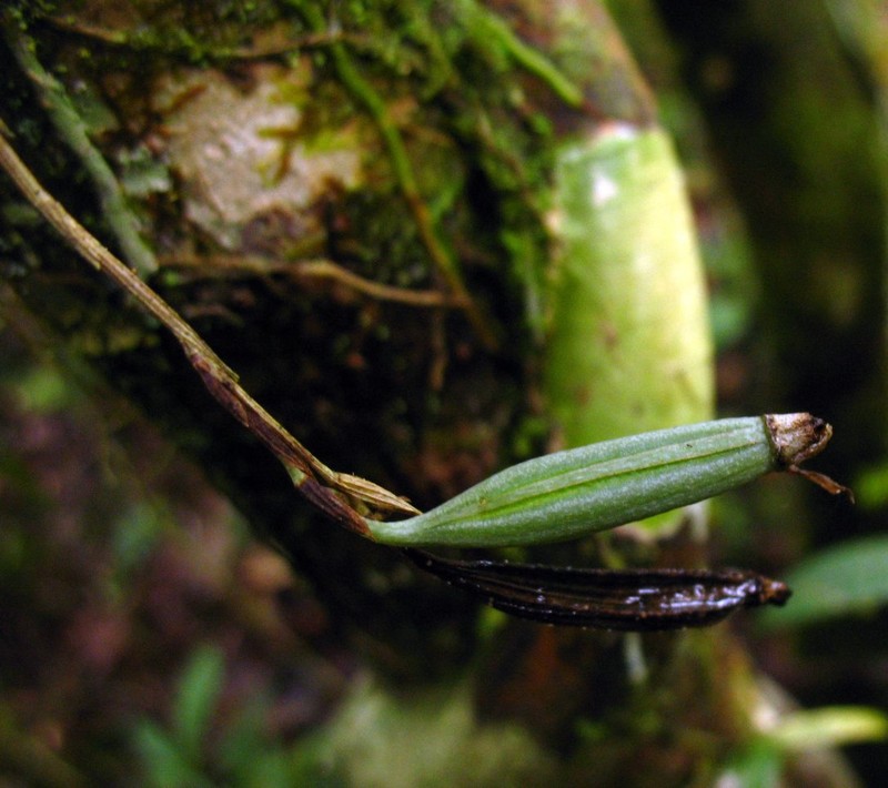 Aeranthes strangulata photo 5