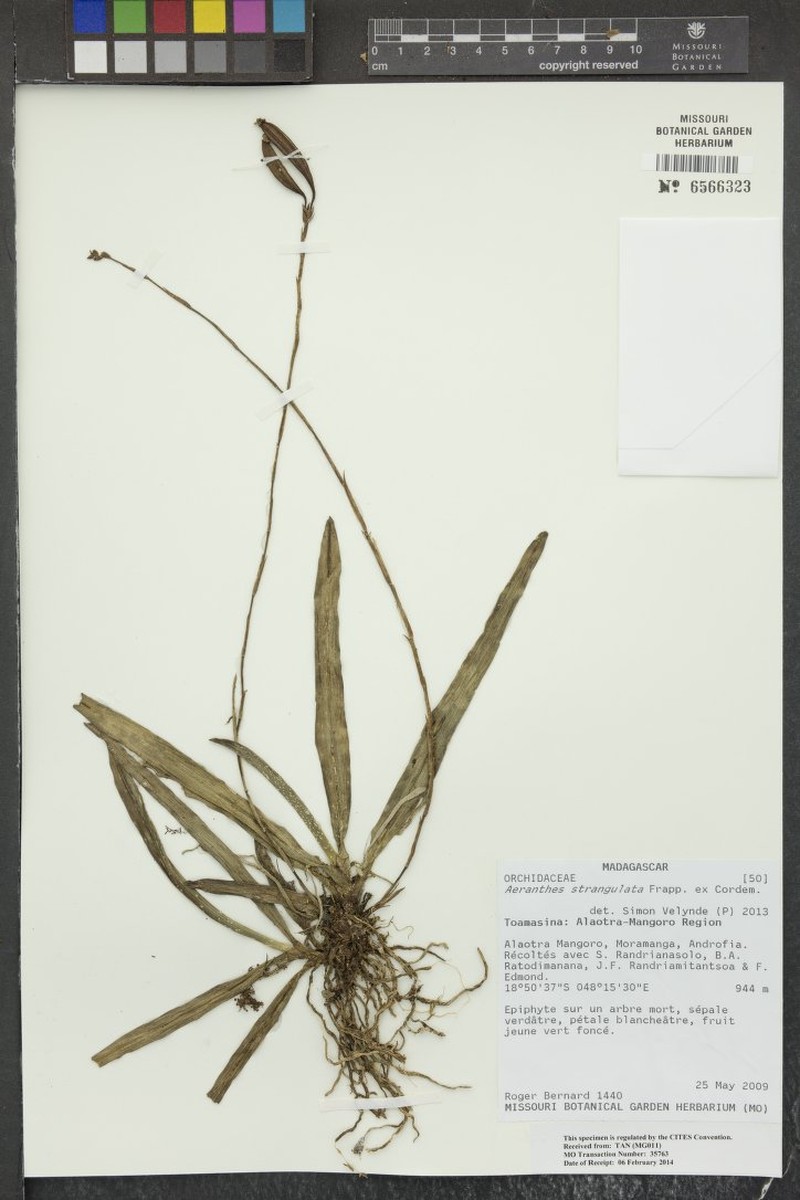 Aeranthes strangulata photo 6