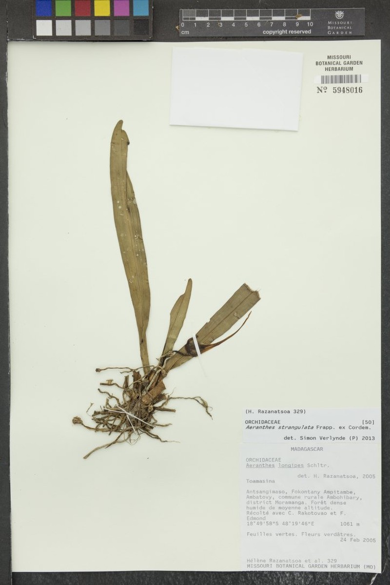 Aeranthes strangulata photo 7
