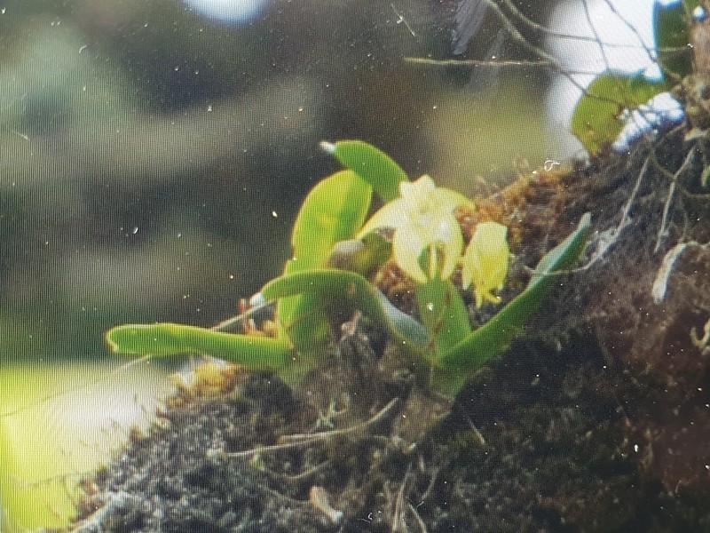 Aeranthes tenella