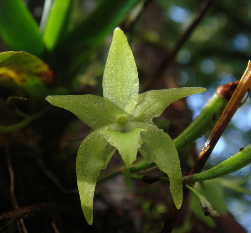 Aeranthes tenella photo 2