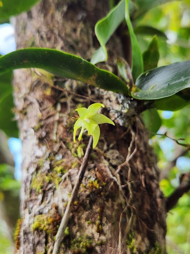 Aeranthes tenella photo 3