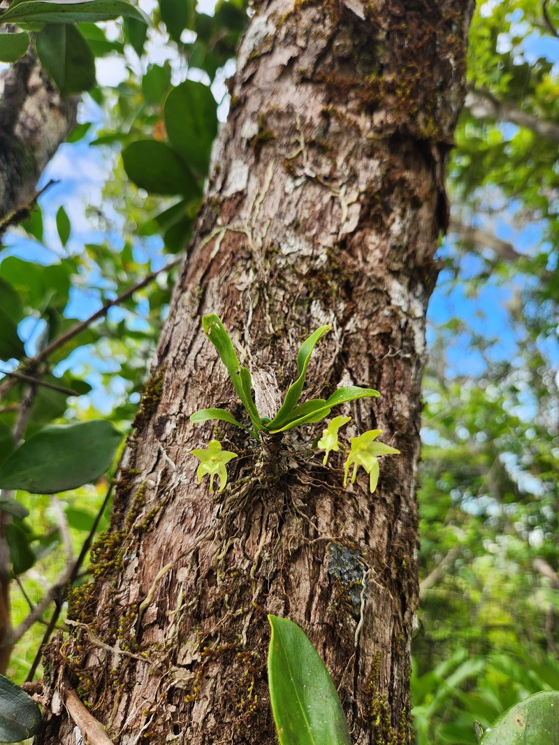 Aeranthes tenella photo 4