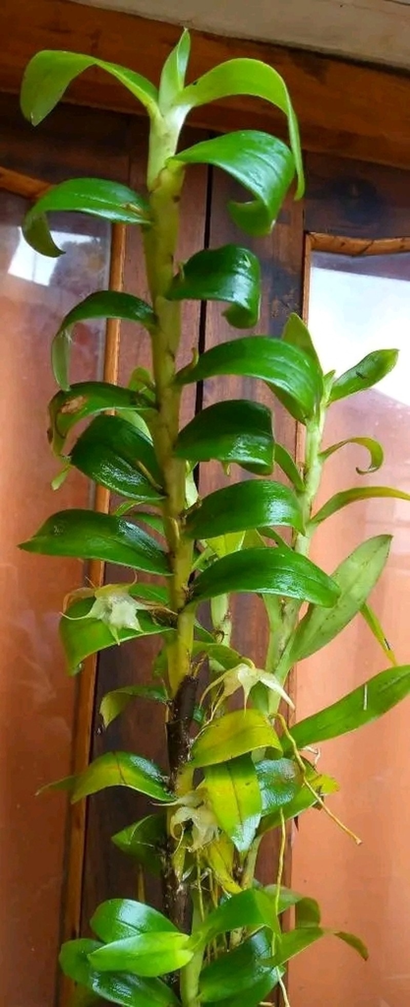 Aeranthes tricalcarata