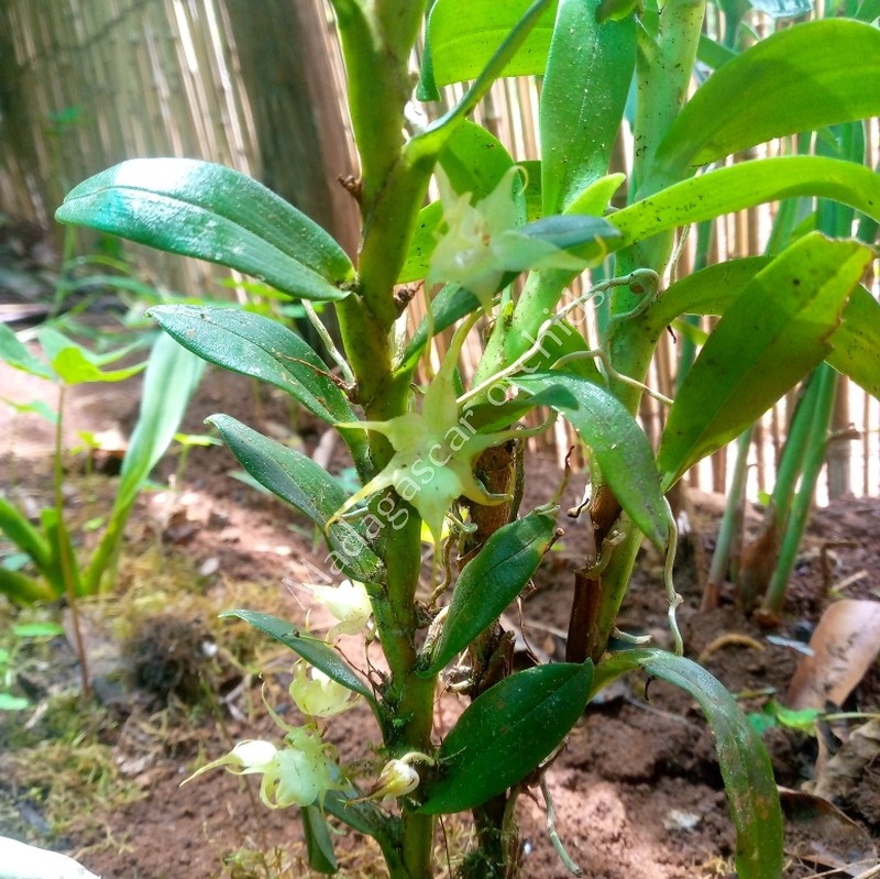 Aeranthes tricalcarata photo 2
