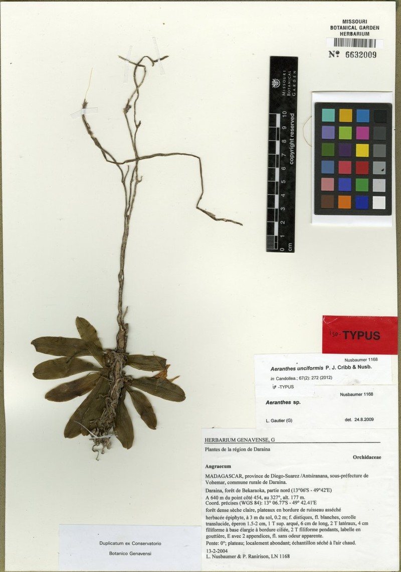 Aeranthes unciformis