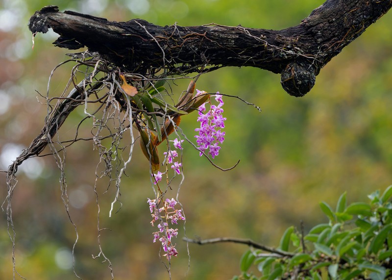 Aerides crassifolia