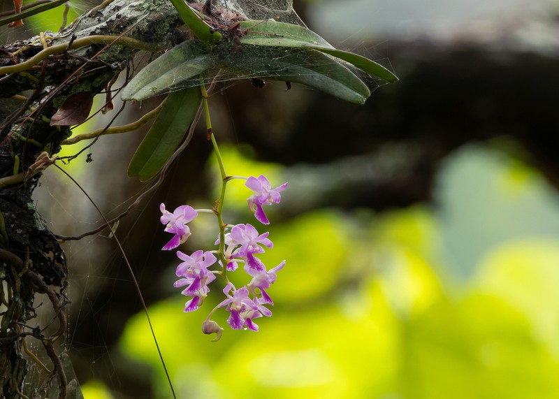Aerides crassifolia photo 2