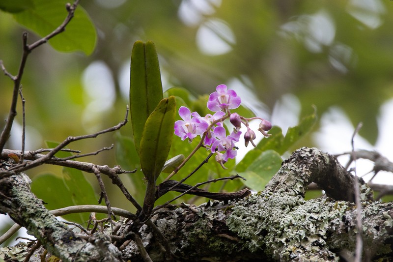 Aerides crassifolia photo 3