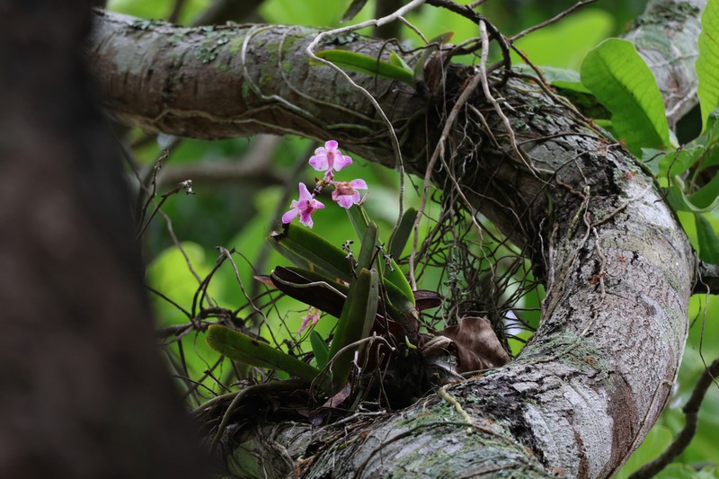 Aerides crassifolia photo 4