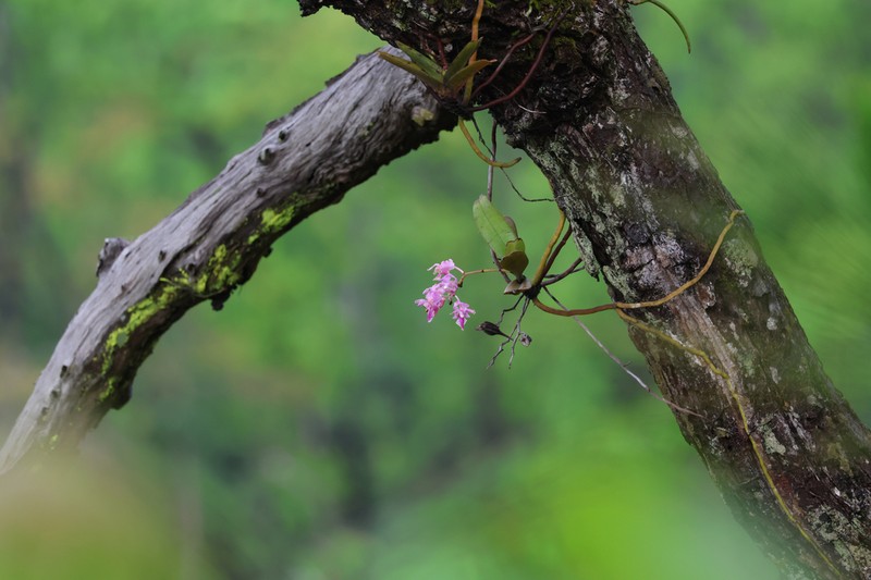 Aerides crassifolia photo 5