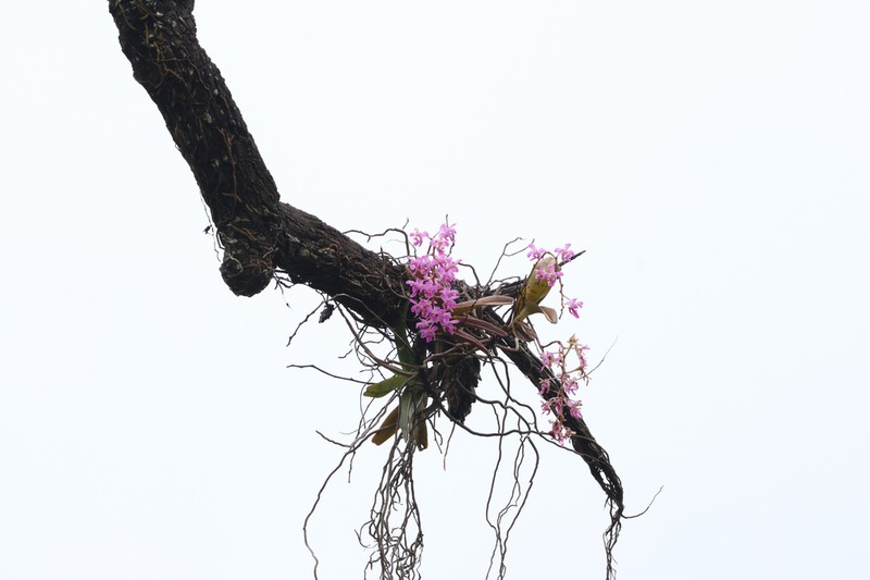 Aerides crassifolia photo 6