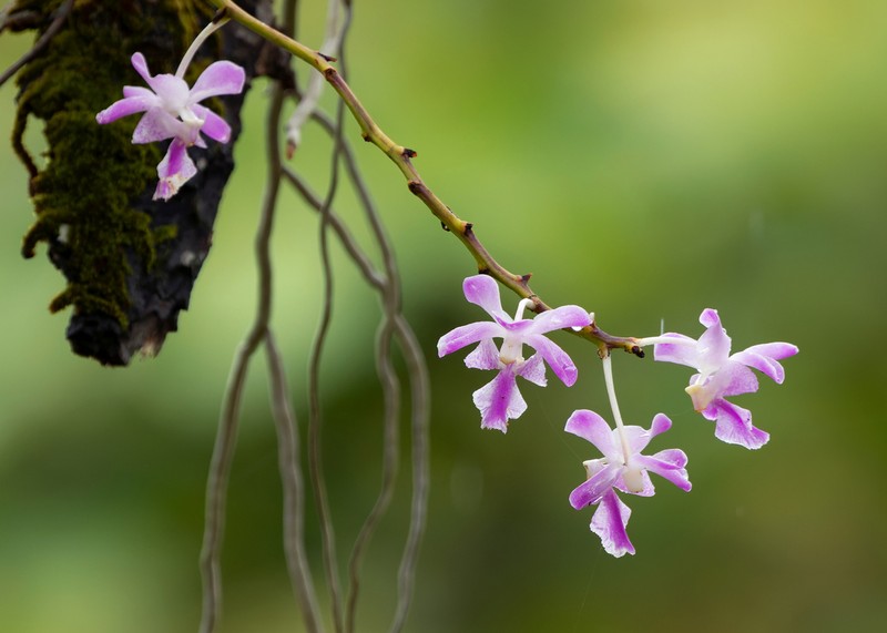 Aerides crassifolia photo 7