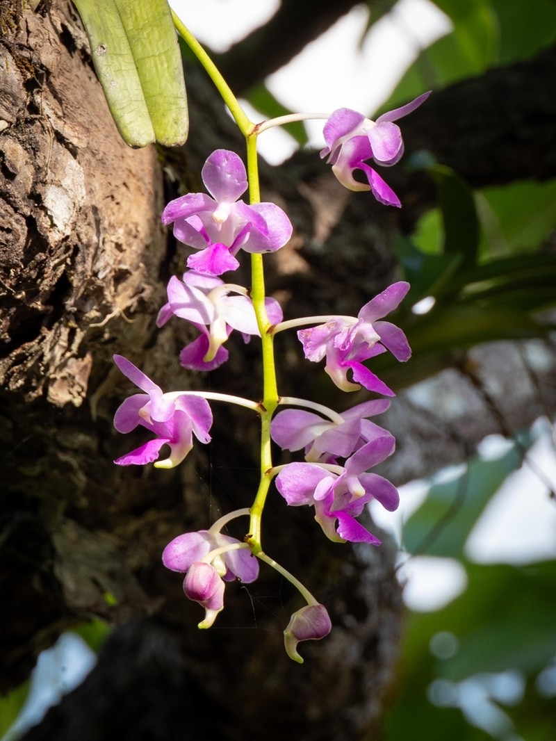 Aerides crassifolia photo 8