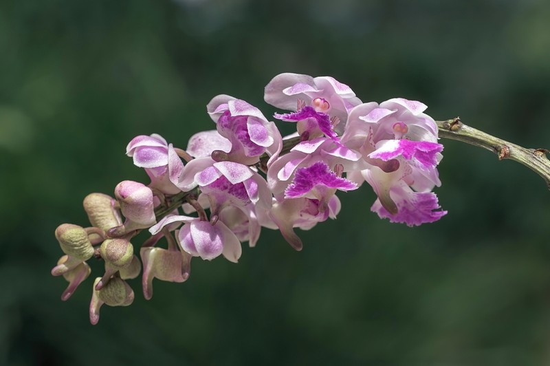 Aerides crispa photo 2