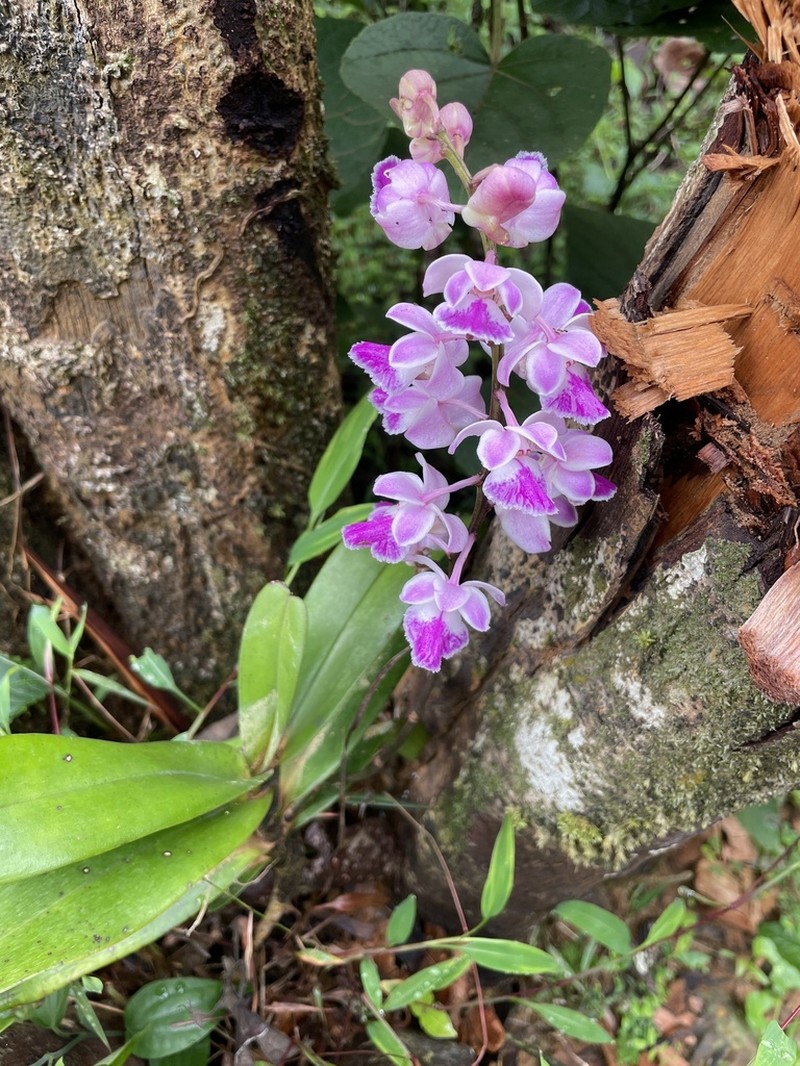 Aerides crispa photo 3