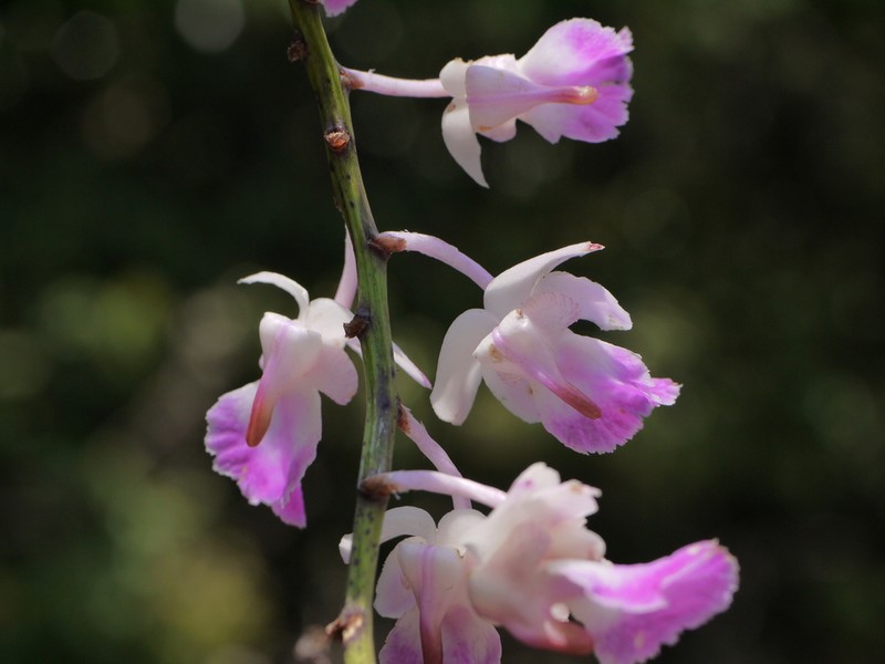 Aerides crispa photo 4