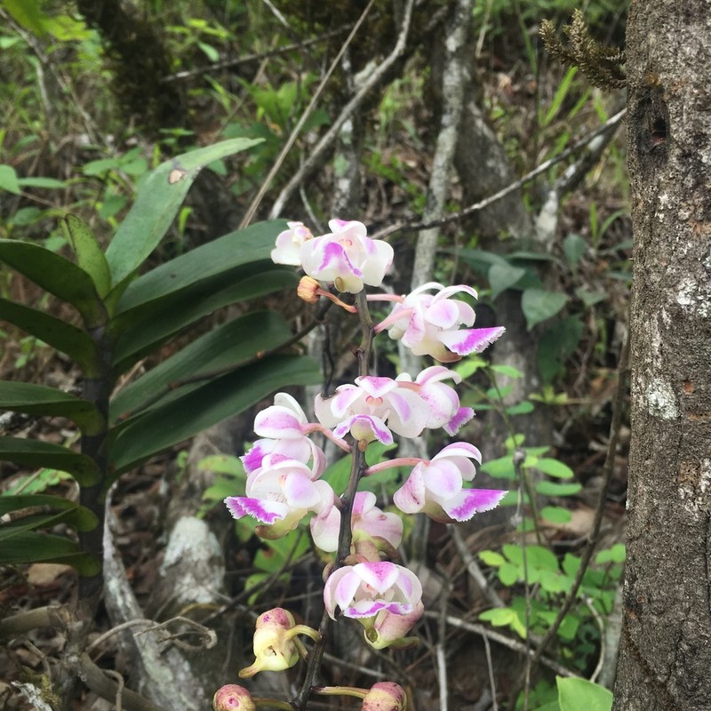 Aerides crispa photo 5