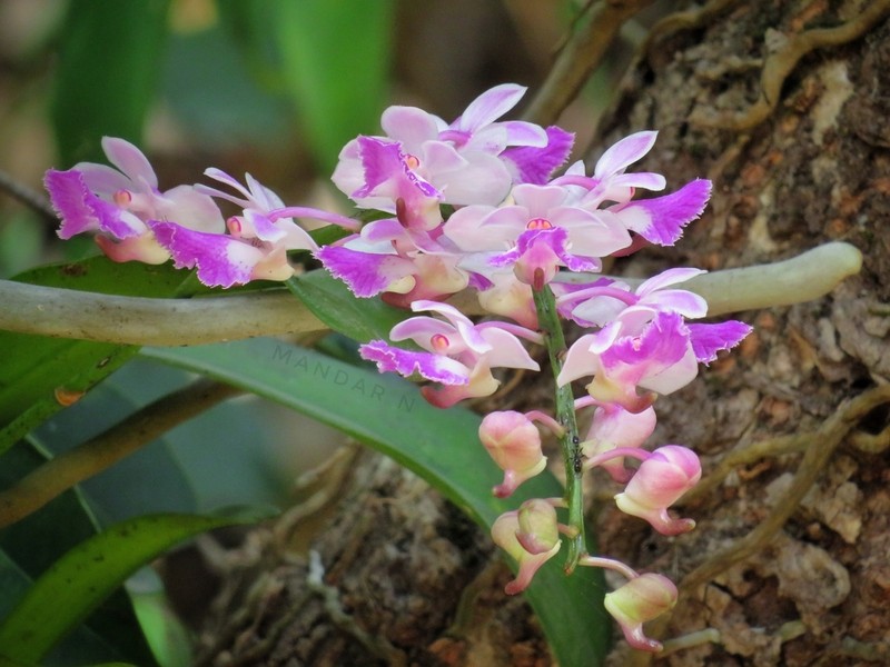 Aerides crispa photo 6
