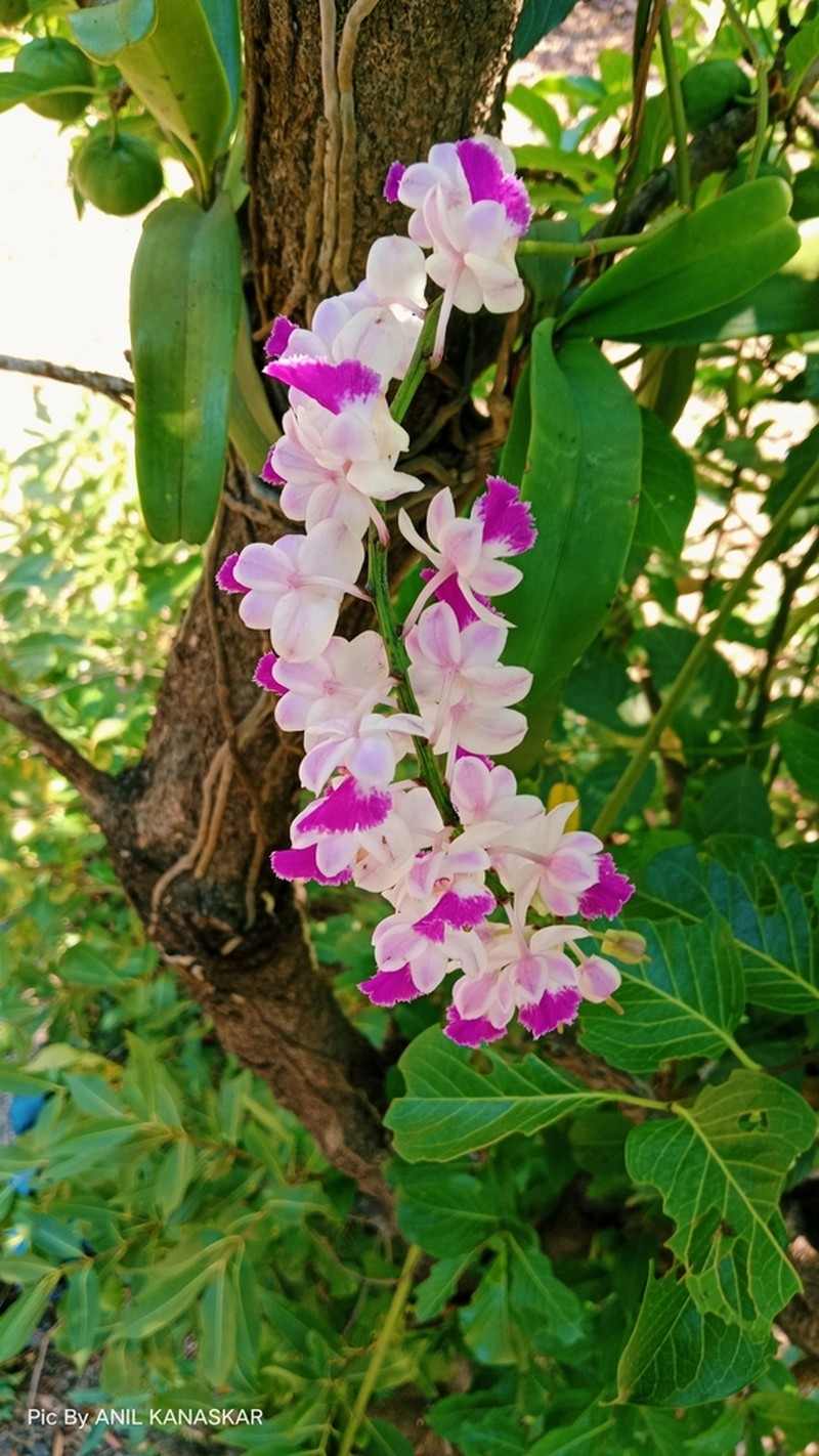 Aerides crispa photo 7