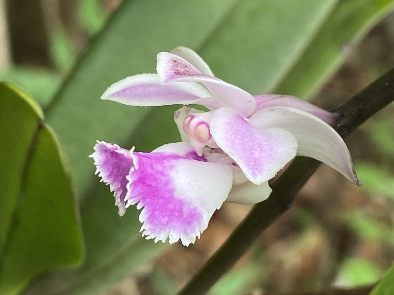 Aerides crispa photo 8