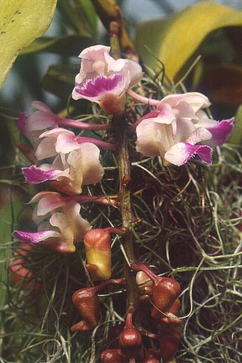 Aerides falcata