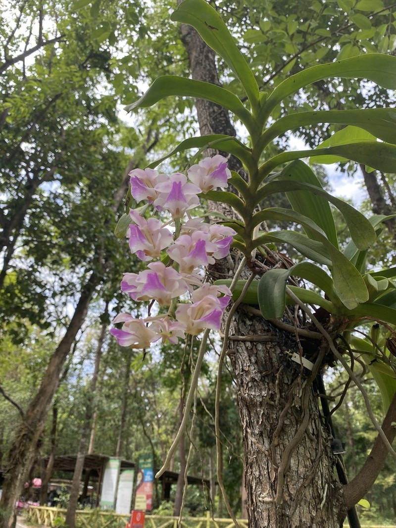 Aerides falcata photo 2