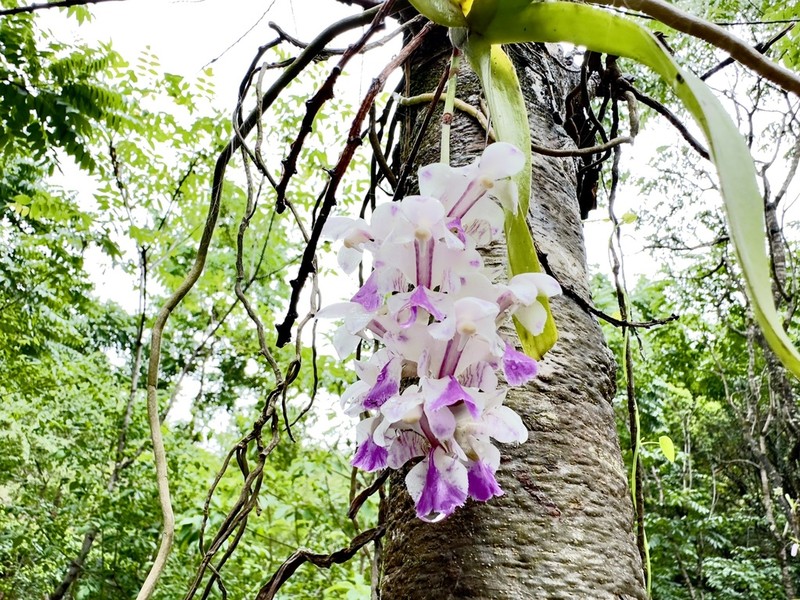 Aerides falcata photo 3