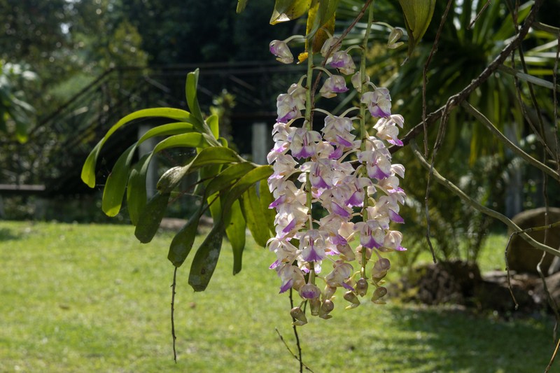 Aerides falcata photo 4