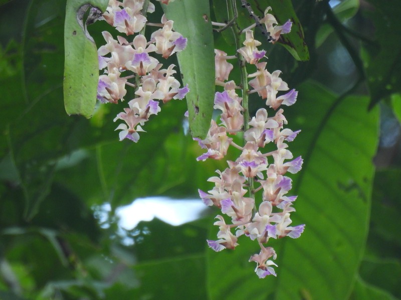 Aerides falcata photo 5
