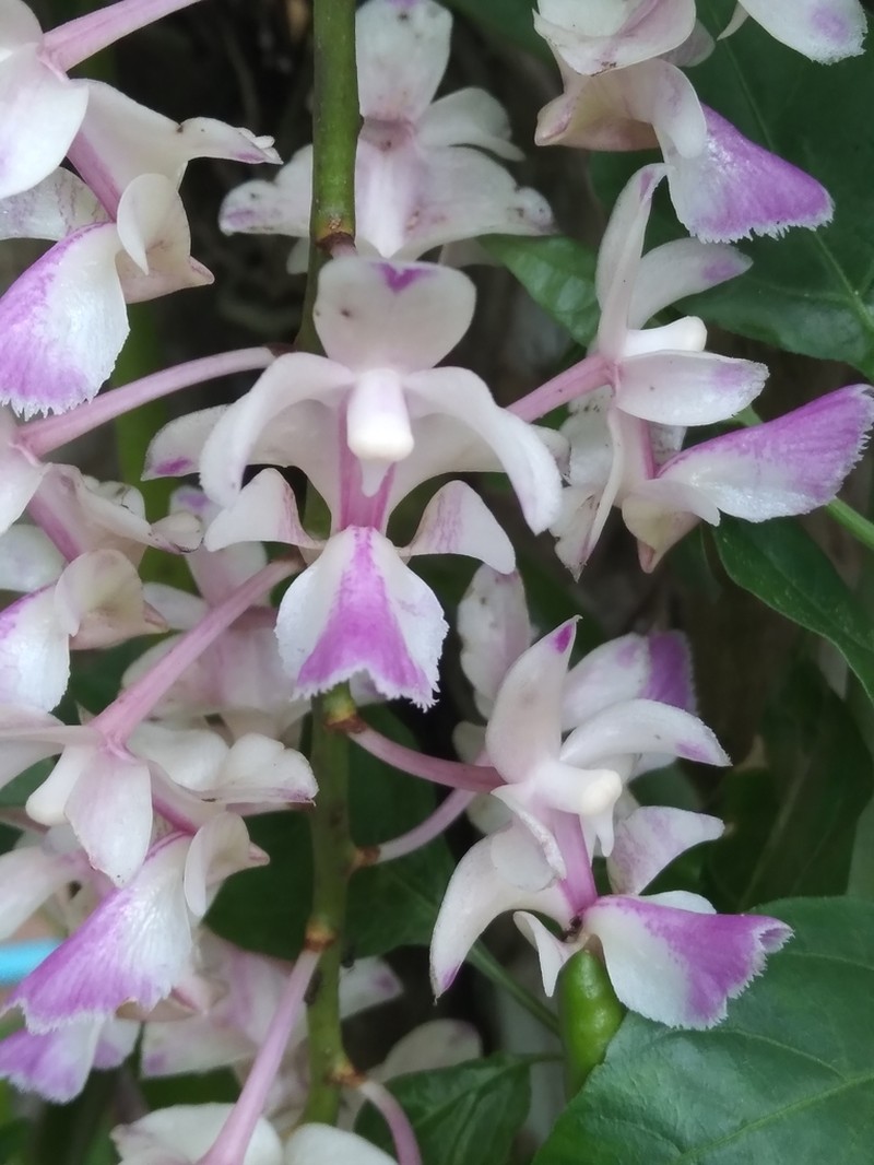 Aerides falcata photo 6