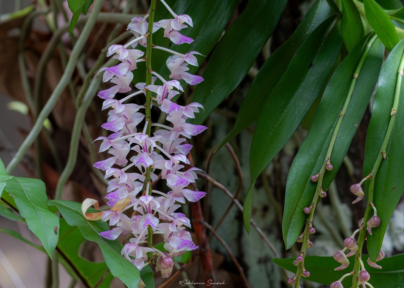 Aerides falcata photo 7