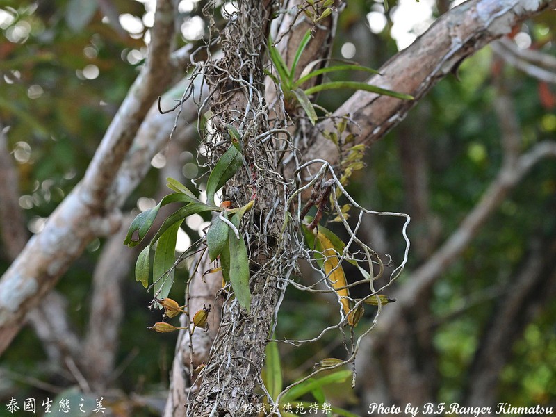 Aerides falcata photo 8