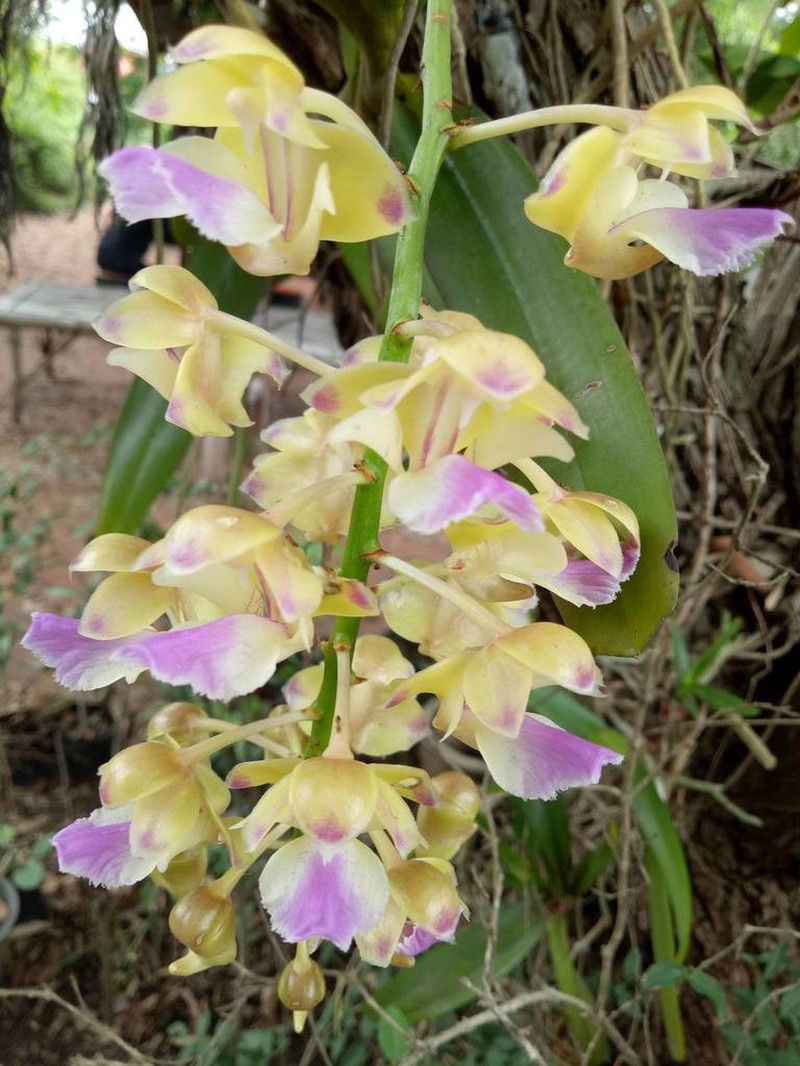 Aerides houlletiana