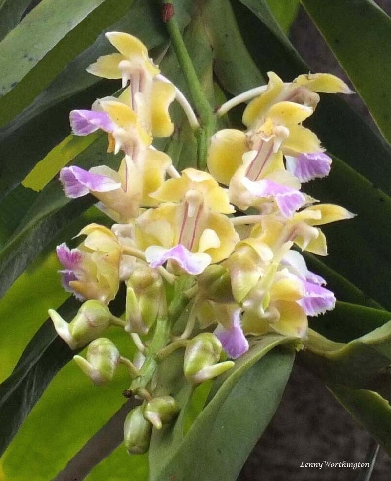 Aerides houlletiana photo 2