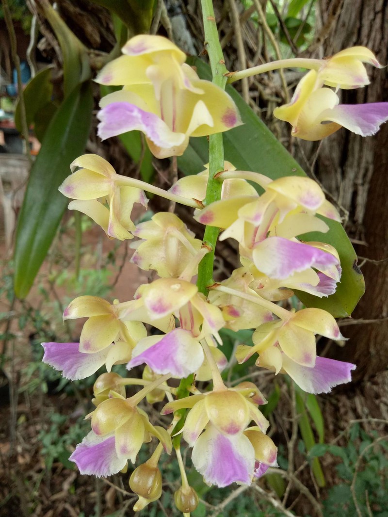 Aerides houlletiana photo 3